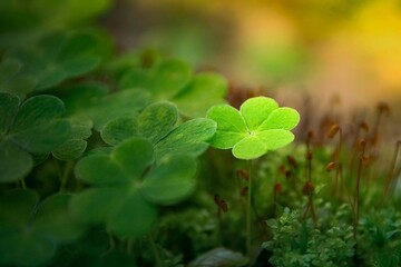 Green clover leaves with sunlight highlighting a single leaf in a lush natural environment