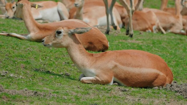  Slow motion of the female blackbuck (deer goat antelope)  lay on the grass basking in the sun, a fly landed on its back causing it to twitch its back