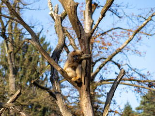 Gibbon