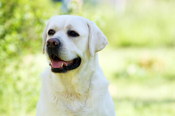 a yellow labrador retriever portrait close up