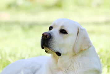 a yellow labrador retriever portrait close up