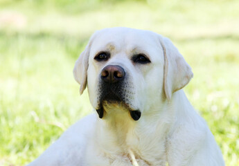 a yellow labrador retriever portrait close up