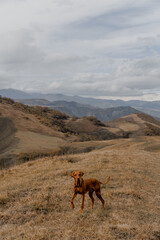 Naklejka premium Brown Vizsla dog stands on orange hill. The background features a natural landscape 