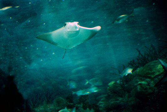 New Orleans, Louisiana, United States, July 20, 1995. An eagle ray, one of wonders of the Audubon Aquarium.It is a cartilaginous fish, similar to rays. It has a rounded snout and broad lateral fins