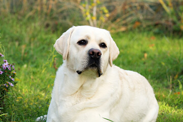 a yellow labrador retriever portrait close up