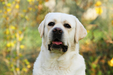 a yellow labrador retriever portrait close up