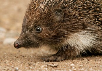 Close-up of a hedgehog showcasing its spiky fur and curious expression in natural habitat