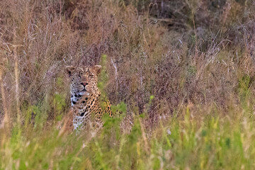 A leopard -Panthera pardus- hides in the bushes of the Serengeti, Tanzania. Its spotted coat blends with the dappled light and leaves, as its piercing eyes peek through, alert and focused.