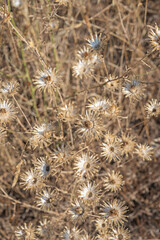 Buttercups growing beside a summer stream, forming a golden carpet reflected in the shimmering water