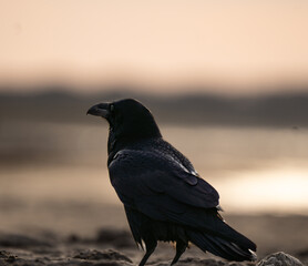wunderschöner Rabe an der Ostsee bei einem Sonnenuntergang auf der Suche nach fressen. 