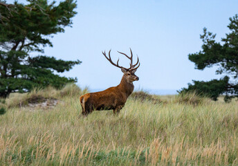 Ein wunderschöner großer Rotwildhirsch in den Dühnen der Ostsee. 