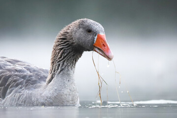 Portrait d'une oie sauvage