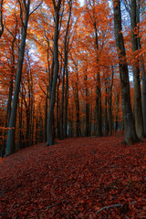 Fototapeta premium Ein Traumhafter Wald in den schönsten Farben die der Herbst hervorbringt. 
