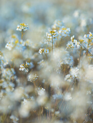 Delicate white flowers blooming in a soft-focus meadow with gentle sunlight filtering through