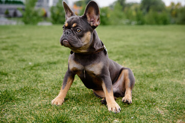 Fototapeta premium A small French Bulldog sits on a lush park lawn, alert and curious. Its brown-tan coat and sturdy build convey friendly energy, perfect for themes of outdoors, companionship, and daily life.