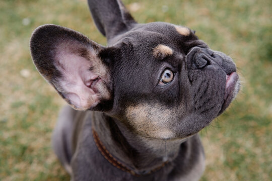 A close-up image of a curious French Bulldog gazing upward with alert ears. Perfect for pet, family, and love themes in outdoor lifestyle scenes.