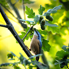 Sitelle torchepot sur une branche