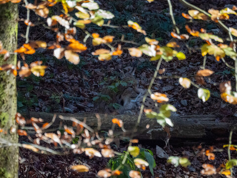 Lynx - Powered by Adobe