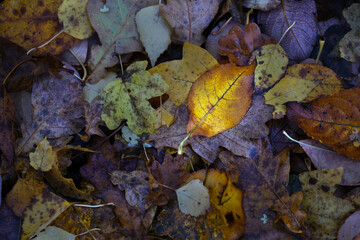 Wet autumn leaves on the ground in shades of brown gray and a bright one, on a dark winter day, full frame background for season and weather themes, copy space