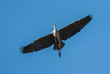 Fototapeta premium Majestic bird soaring gracefully against a clear blue sky in a serene natural environment
