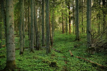 Lush green forest with tall trees and vibrant undergrowth creating a serene atmosphere
