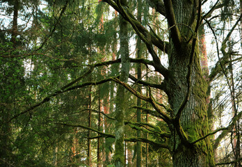 Majestic tree with moss-covered branches in a serene forest environment with sunlight filtering