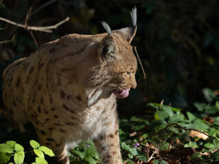 Lynx