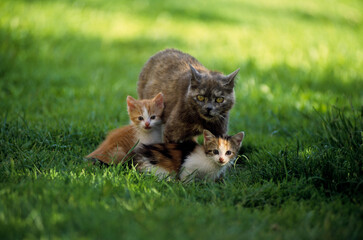 Chatte et ses 2 chatons