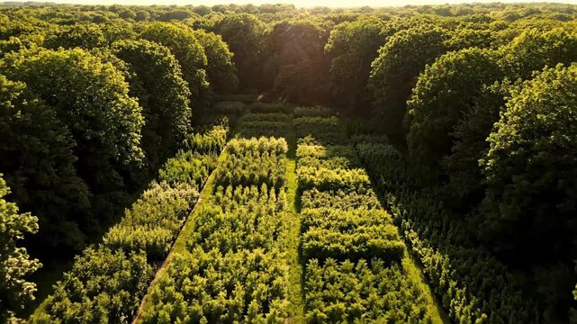 Aerial View of a Tree Nursery - An aerial shot showcases rows of young trees growing in a tree nursery, surrounded by a mature forest.
