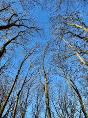 tree crowns without leaves against the sky