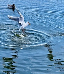 a seagull snatching bread from the water