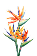 Bright watercolor bird of paradise flowers with orange blue petals for tropical botanical art and exotic floral design