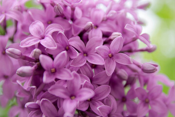 Vibrant purple lilac flowers blooming in a lush garden setting with soft natural light