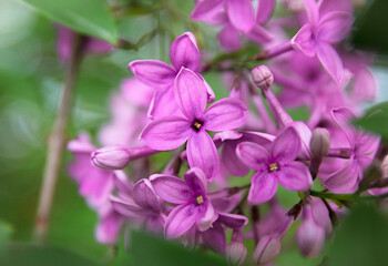 Vibrant purple flowers blooming in a lush garden with soft green foliage surrounding them