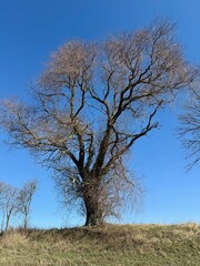a tree without leaves against a blue sky