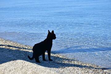 black cat trying to catch some fish,here in Greece