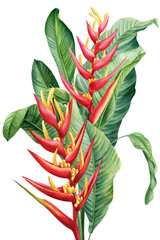 Bright Red Heliconia Flowers with Tropical Green Banana Leaves isolated Watercolor Botanical Illustration for summer design