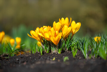 Obraz premium Delicate yellow crocus flowers growing in outdoors. Beautiful bouquet of flowering plants in spring.