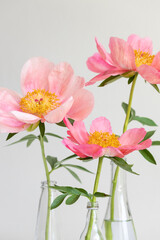 Pink royal peony flower.