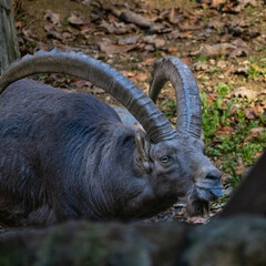 Alpine ibex