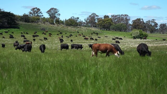 Close up of a red cow grazing on pasture in a field on a farm with the sun setting below	
