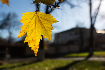 Yellow leaf on a branch . Autumn concept