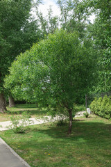 A lush green willow tree grows in the park, surrounded by grass and other plants.