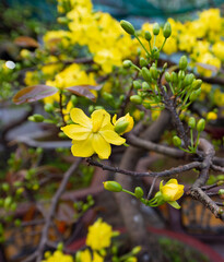 blooming apricot branch, Vietnamese Lunar New Year symbol