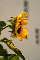 Sunflower in sunlight against urban architecture. Nature-urban contrast, Portugal