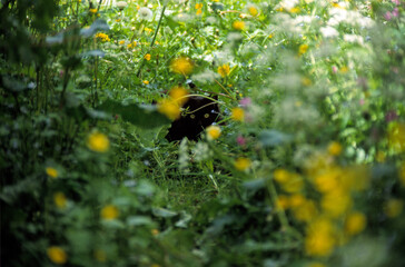 Chat noir dans un pré fleuri