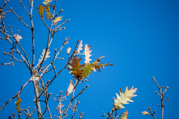 A nearly bare tree with lingering oak leaves stands against a vivid blue sky in late autumn.