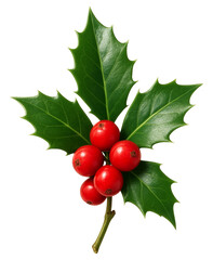 Holly Sprig- Spiky green leaves and bright red berry cluster on transparent background PNG