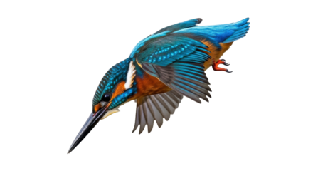 Isolated beautiful Eurasian kingfisher diving for fish, elegant alcedo atthis bird