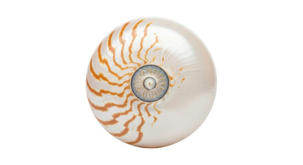 Isolated chambered nautilus shell with orange stripes, a distinctive spiral shape texture
